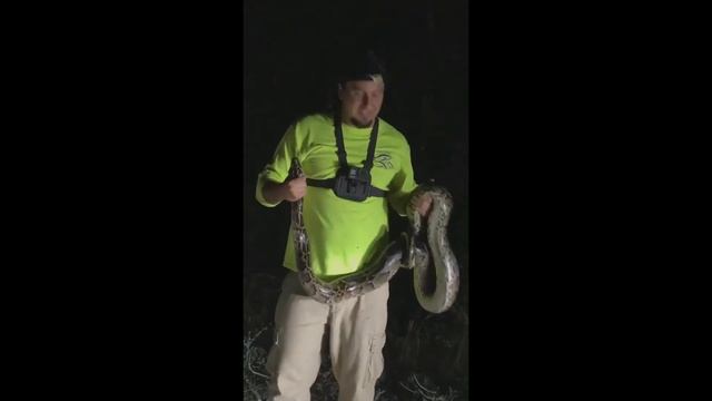 Short 2 second Clip holding a 9 foot python. No Audio смотреть онлайн
