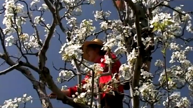 В Китае исчезли пчёлы