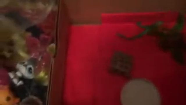 Мое первое животное черепаха смотреть онлайн