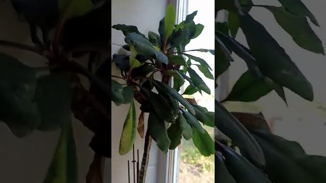 Эрсаг Банье для цветов. смотреть онлайн