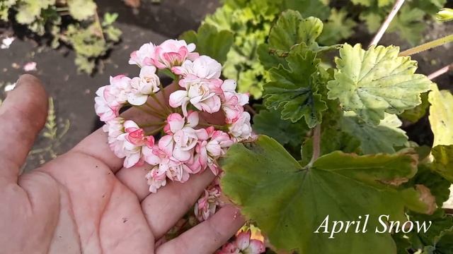 April Snow - розебудная пеларгония с эффектными манящими розочками смотреть онлайн