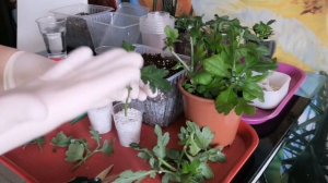 8 советов: как вырастить ГОРШЕЧНУЮ ХРИЗАНТЕМУ у себя дома!