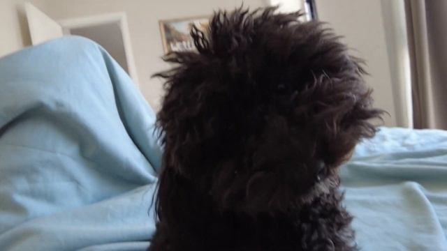 ОДНА В ТУРЦИИ/МУЖ УЕХАЛ смотреть онлайн