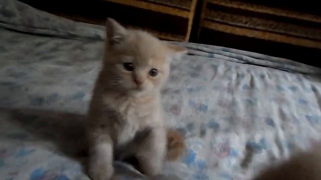 Шотландские котята, помёт "К" Элбон Фолд в 1,5 мес. смотреть онлайн