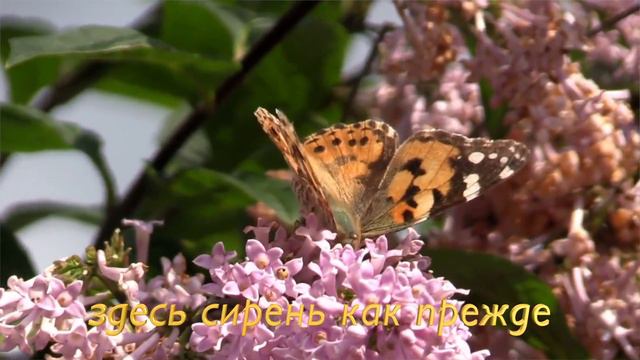 СИРЕНЬ кавер на песню группы ФРИСТАЙЛ смотреть онлайн