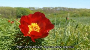 Пион тонколистный (Paeonia tenuifolia) — посадка и уход в открытом грунте