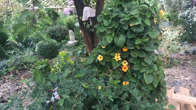 Тумбергия 4 октября 2022 смотреть онлайн