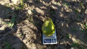 груша Эрика