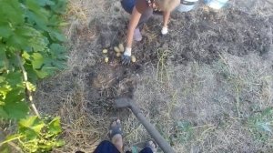 Картофель Королева Анна.