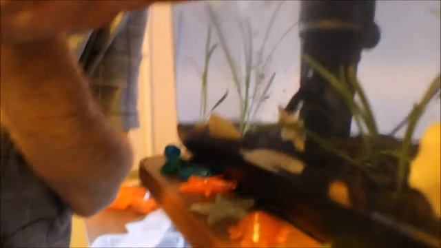 Vlog clean the aquarium. Влог чистим аквариум. Кормим петушка новым кормом. смотреть онлайн