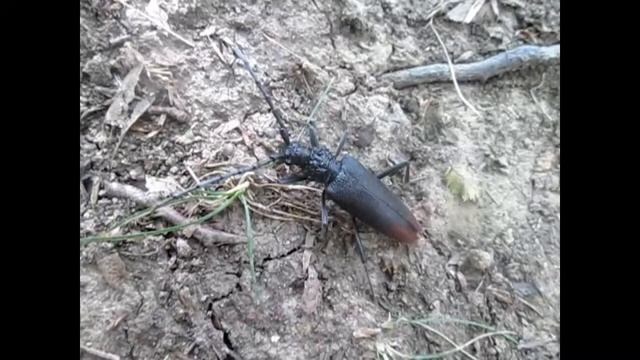 Редкие большие жуки горного Крыма. смотреть онлайн