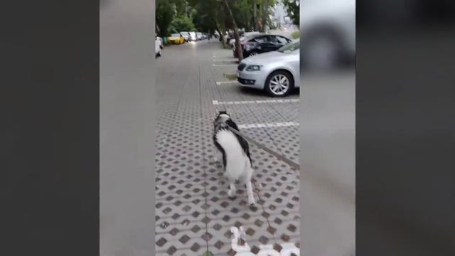 свидание хаски Макса и Руны смотреть онлайн