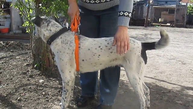 гетерохромия Рикс🐾 БФ Лохматая Душа смотреть онлайн