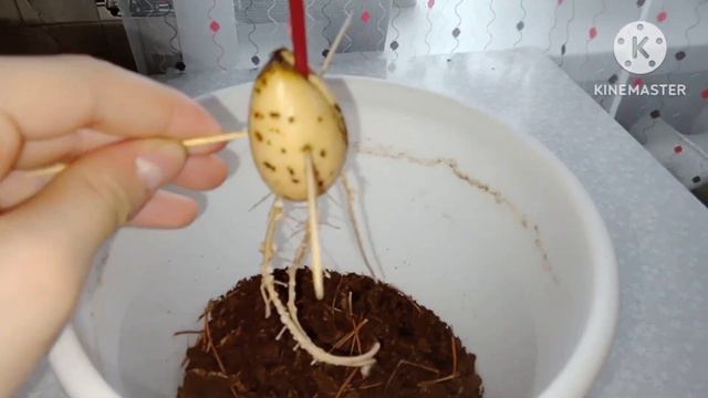 Высаживаем авокадо в домашних условиях смотреть онлайн