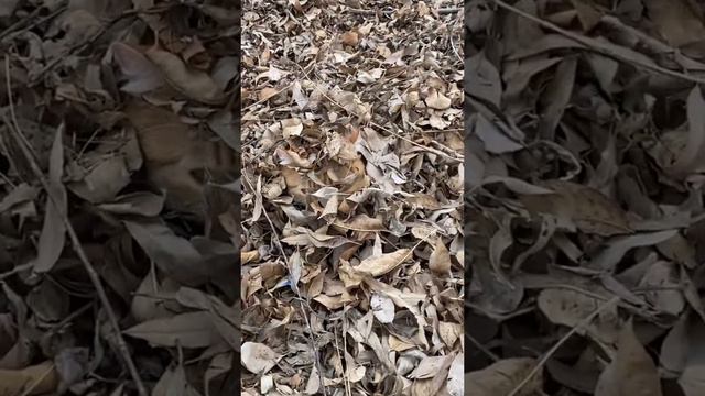 Найди кота смотреть онлайн