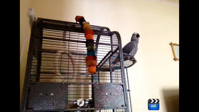 Жако Жора - учимся говорить