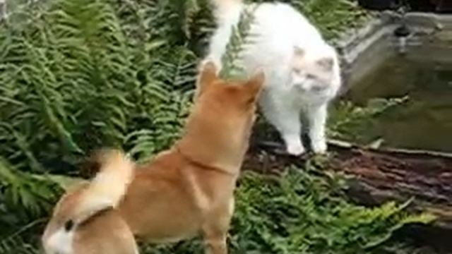 shiba inu almost dodging a cat attack смотреть онлайн
