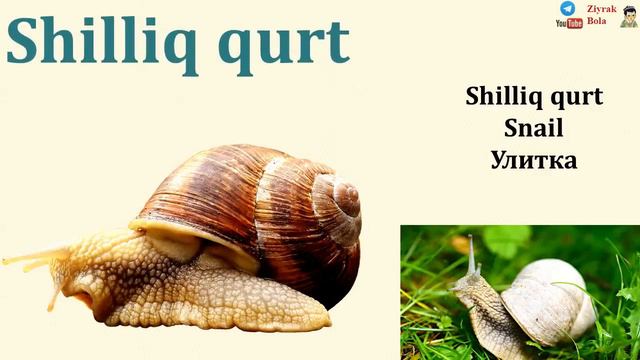 Hasharotlar. Bolalar Uchun Darsliklar. Ziyrakbola