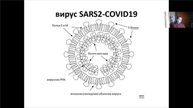 Основы молекулярной и клеточной биологии, Лекция 14. РНК-интерференция