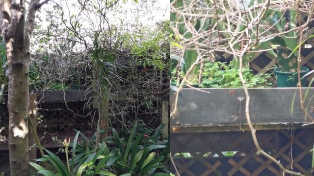 clivia garden, most budding, some flowering смотреть онлайн