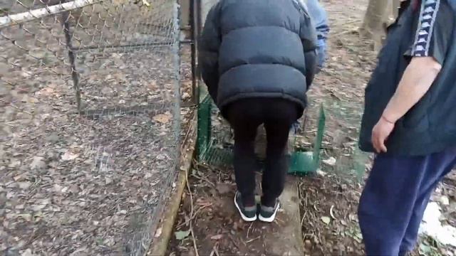 Предадоха на зоопарка в Ловеч енотовидно куче, заловено в резервата Сребърна смотреть онлайн