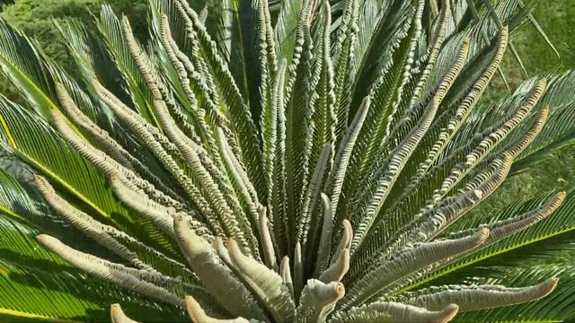 Palmy a Zahrady - Czech Republic-Zone 5 (Cykas revoluta - King Sago palm - new foilage).PART IV смотреть онлайн