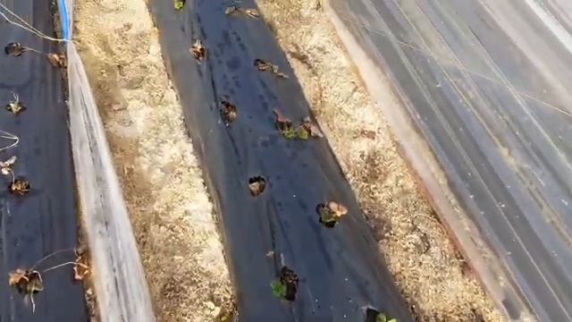 Клубника Купчиха,выход из зимовки смотреть онлайн