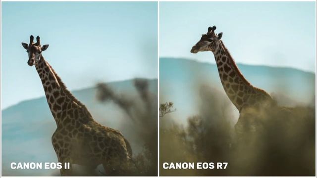 Canon EOS R6 Mark II VS Canon EOS R7 | Auto-focus Camera Test & Comparison смотреть онлайн