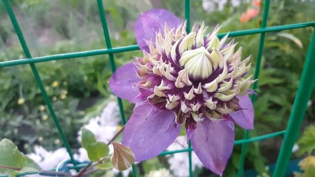 Клематис Тайга . Clematis Taiga . Японские сорта клематисов . Группа Флорида ( Florida ) . смотреть онлайн