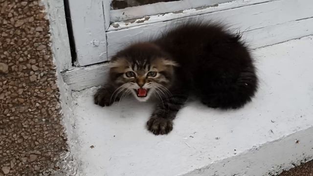Very angry kitten Очень злой котенок смотреть онлайн