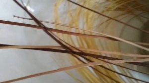 Красим прут ивы с помощью нашатырного спирта 2 часть. Морение древесины.