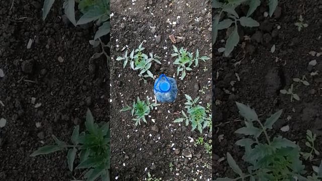 видео для тех, кто боится рано сажать помидоры смотреть онлайн