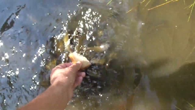 122 день: лягушка с хвостом и дыра-паутина смотреть онлайн