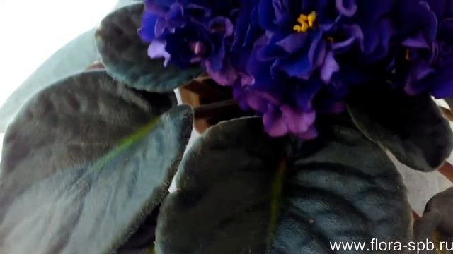 ЕК-Черная Жемчужина. Роскошная фиалка! Коллекция Свирской Елены. смотреть онлайн