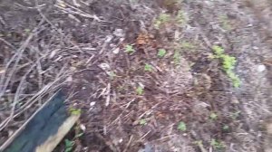 Поиски изоляторов спустя полгода