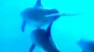 Казан Казиев   Дельфинёнок