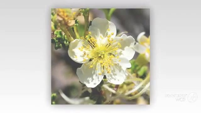 Quamoclit - garden plants смотреть онлайн
