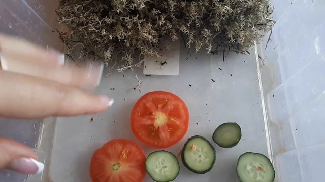 Огромные улитки АХАТИНЫ живут у меня дома/ уборка и кормление смотреть онлайн
