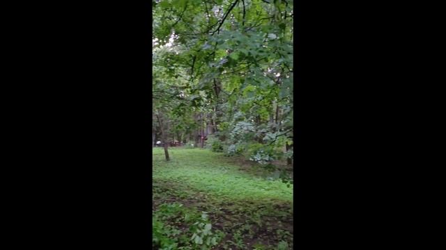 Природа, лес, птички, птицы поют