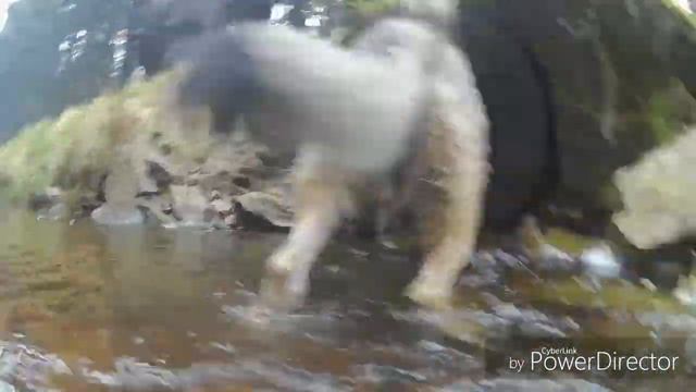 Wolfdog Virgo смотреть онлайн