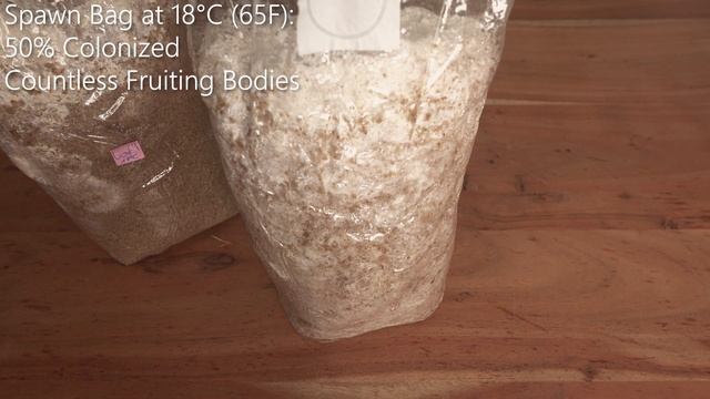 How To Grow Lion's Mane Mushroom | The best Temperature for fast Mycelium Growth смотреть онлайн