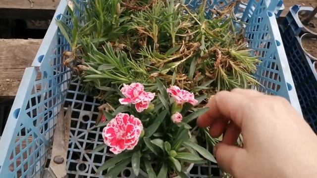 Черенкование гвоздики садовой. смотреть онлайн