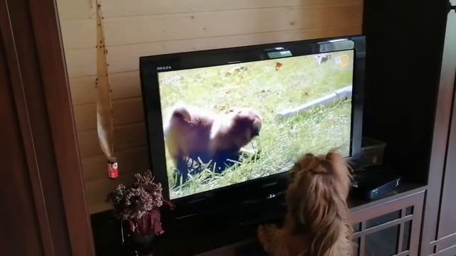 Ши тцу смотреть онлайн