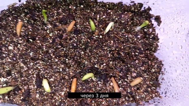 АДЕНИУМ: посылка с семенами, посев, пикировка. ВСЕ В ОДНОМ ВИДЕО, ВЫРАЩИВАЕМ АДЕНИУМ