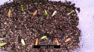 АДЕНИУМ: посылка с семенами, посев, пикировка. ВСЕ В ОДНОМ ВИДЕО, ВЫРАЩИВАЕМ АДЕНИУМ