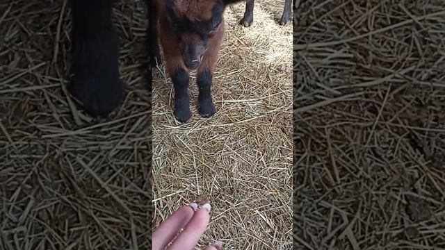 ЧЕШСКИЕ КОЗЫ ЛПХ ЛИПАТОВОЙ АНАСТАСИИ // ВАЦАП ДЛЯ ЗАКАЗА 8-915-245-81-59 ПИСЬМЕННО смотреть онлайн