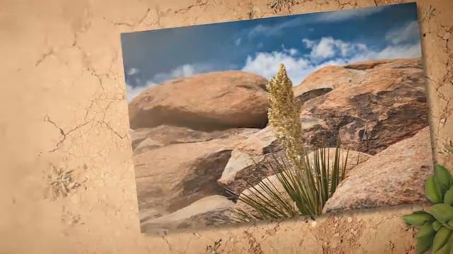 Joshua Tree National Park смотреть онлайн
