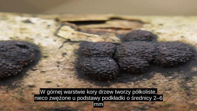 Drewniak Jesionowy смотреть онлайн