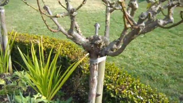 Tree Rose Planting Part 3.AVI смотреть онлайн