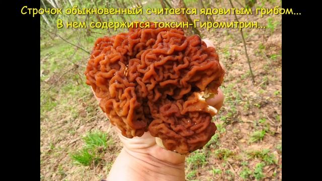 Строчок обыкновенный смотреть онлайн